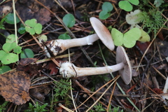 Agaricus semotus