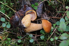 Suillus punctipes