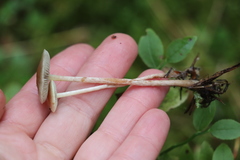 Hypholoma polytrichi