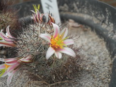Mammillaria hutchisoniana