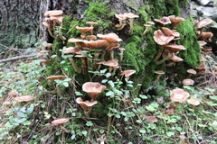 Armillaria cepistipes