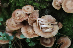 Armillaria cepistipes
