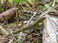 Anolis auratus