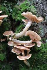 Armillaria cepistipes