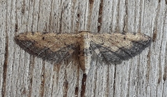 Idaea incalcarata