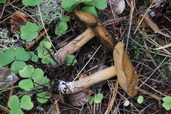 Suillus punctipes