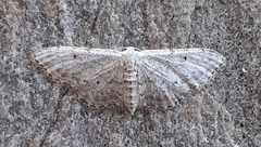 Idaea incisaria