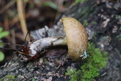 Suillus punctipes