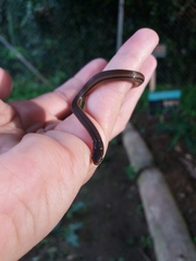 Tantilla melanocephala