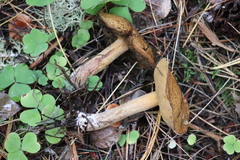 Suillus punctipes