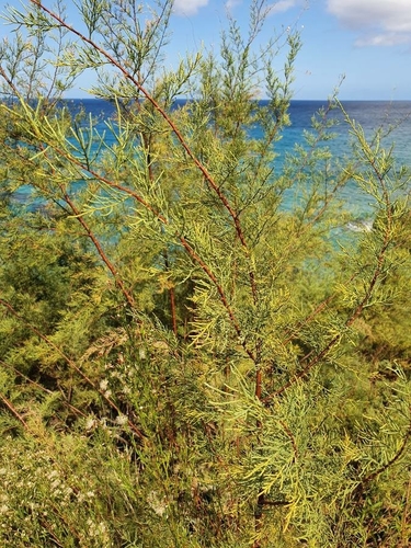 Image of Tamarix africana by no rights reserved
