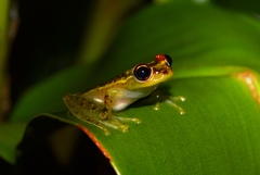 Boophis bottae