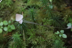 Mycena mirata