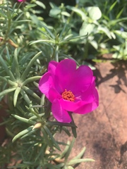 Portulaca grandiflora