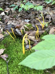 Clavulinopsis amoena