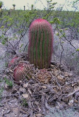 Ferocactus pilosus