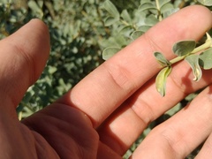 Halimodendromyia heptopotamica