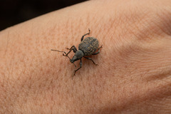 Otiorhynchus aurifer