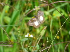 Theagenes albiplaga
