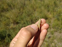 Euchorthippus pulvinatus