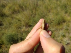 Euchorthippus pulvinatus