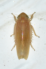 Graminella plana