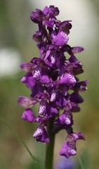 Anacamptis morio morio