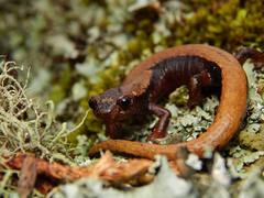 Yarmal Mushroomtongue Salamander photo 4