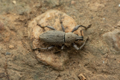 Geonemus flabellipes