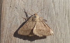 Isturgia murinaria