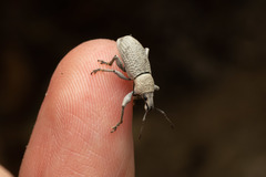 Geonemus flabellipes