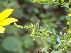 Rhopalomyia anthophila