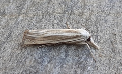 Metacrambus pallidellus