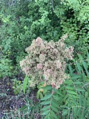 Eriophyes rhoinus