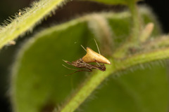 Rhomphaea nasica