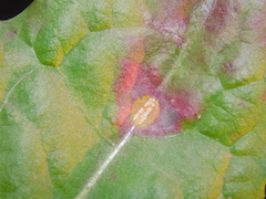 Puccinia dioicae silvatica