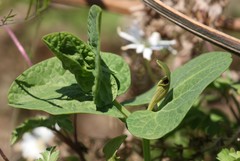 Aristolochia lutea