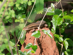 Eutropis lankae