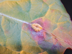 Puccinia dioicae silvatica