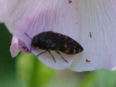 Acmaeodera knowltoni