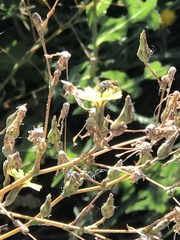 Halictus tripartitus