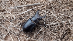Lucanus barbarossa