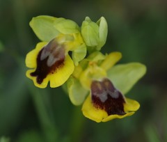 Ophrys lutea phryganae