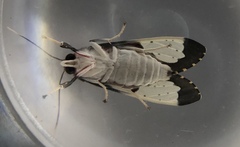 Bertholdia specularis