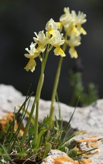 Orchis pauciflora