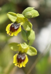 Ophrys sicula