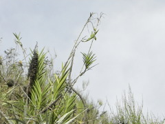 Epidendrum oreonastes