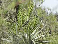 Epidendrum oreonastes