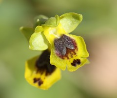 Ophrys sicula
