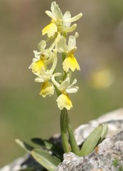 Orchis pauciflora